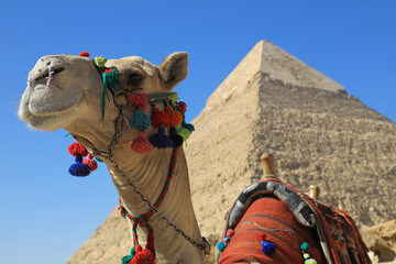 ejipto cairo turismo pirámides Gran Pirámide de Guiza viaje vacaciones 4M0A2128-as23 - obrazy, fototapety, plakaty