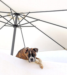 perro guardián marrón agresivo asomado a la terraza de una casa blanca con sombrilla 4M0A2396-as23