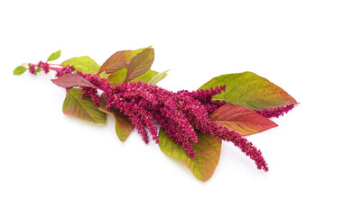 Amaranth with red flowers.