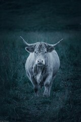 Muscular, white bull standing in a lush green pasture, its head held high and proud