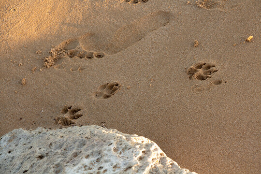 sand, beach, footprint, foot, sea, footprints, summer, print, walk, coast, step, ocean, nature, water, vacation, dog, shore, walking, texture, footsteps, track, travel, footstep, barefoot, feet