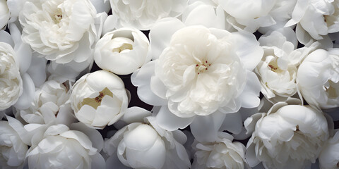Top view floral background with white peonies