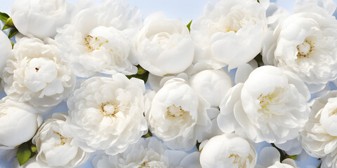 Obraz na płótnie Canvas Top view floral background with white peonies