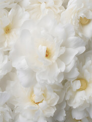 Fototapeta na wymiar Close up of white peonies , floral background