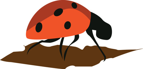 ladybug on a white background