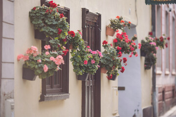 Fototapeta na wymiar Flowers on narrow old streets of the famous Brasov, Romania. Beautiful little towns and villages. ornamental flower pots on the windows of the house. selective focus of geranium flowers in the pot.