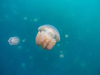 Majestic jellyfish swimming gracefully through a tranquil blue ocean