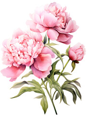 Watercolor illustration of white peonies, pink background