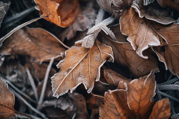 Fototapeta na wymiar Frost covered closeup autumn leaves beautiful background. Cold weather frozen winter seasonal scene.