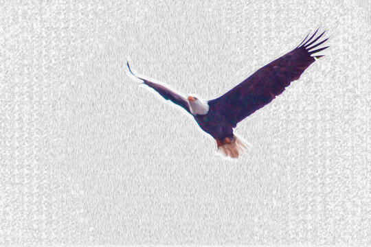 Eagle In Flight with Wings Extended (filtered photo)