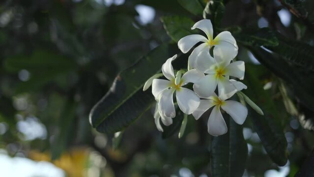 plumeria in bloom maui hawaii flower