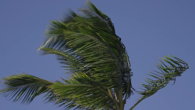 Slow motion palm fronds blow in wind maui hawaii
