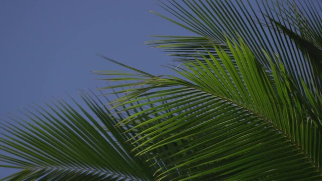 slow motion palm fronds maui hawaii