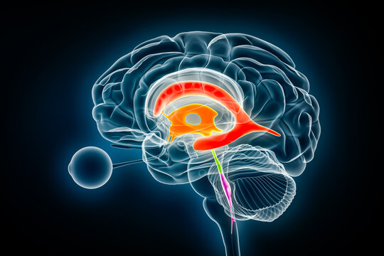 Ventricles and cerebral aqueduct lateral in colors x-ray view 3D rendering illustration. Human brain and ventricular system anatomy, medical, healthcare, science, neuroscience, neurology concepts.