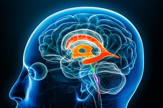 Ventricles and cerebral aqueduct in colors x-ray profile close-up view 3D rendering illustration. Human brain and ventricular system anatomy, medical, science, neuroscience, neurology concepts.