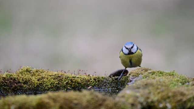 Blue tit Cyanides caeruleus drinks water and flies away.