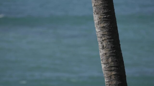Slow motion waves behind palm tree out of focus maui hawaii