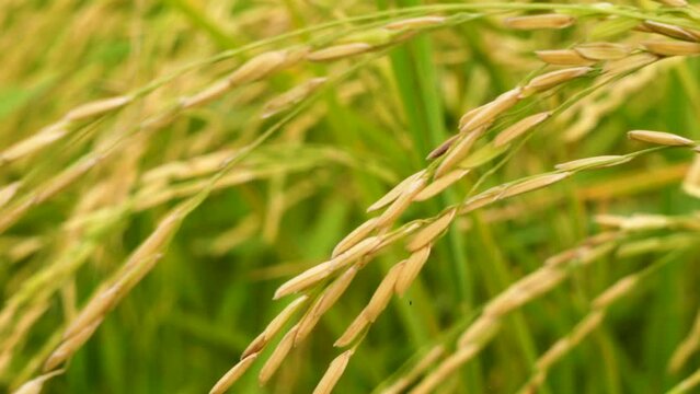  Slow motion shot of a field of rice in Pakistan