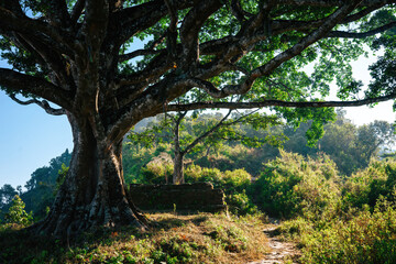 Majestic ancient tree with a robust trunk and sprawling branches stands guard over a serene forest path, hinting at mysteries of the wild beyond.