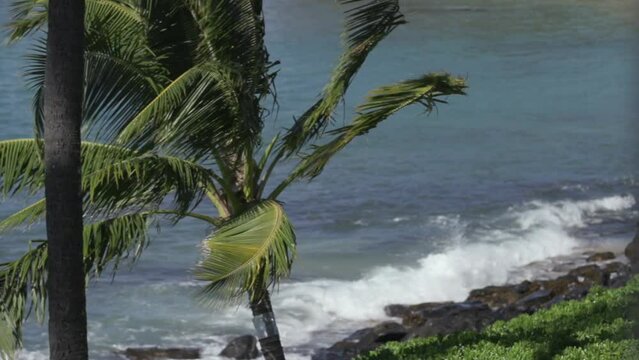 Slow motion palm tree blows in wind lava rocks waves crashing behind