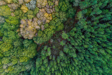 drone aerial view of a mountain with pine forest and deciduous forest, autumn season background
