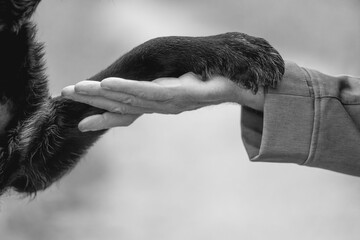 Paw and hand connection between human and dog real friendship and bond connect bonding black and...