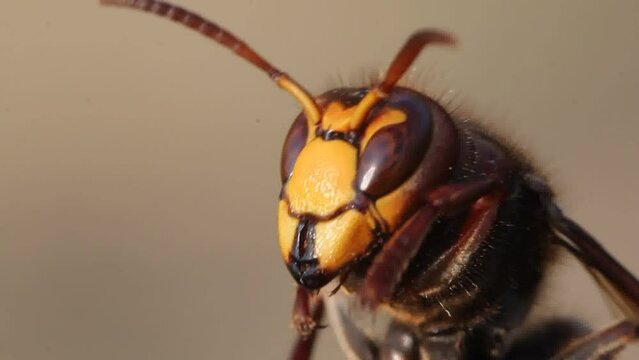 Hornet, Vespa crabro L., wasp, insect, animal, predator, head, eyes, compound eyes, mouth, jaws, teeth, antennae, paws, wings, fly, flight, movement, sky, beauty, beauty in nature, sky, color, brown, 