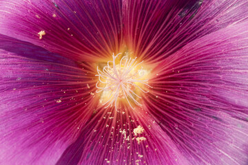 Close up of pink hollyhock flower (Malva alcea)