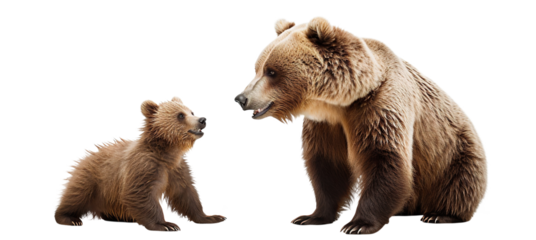 Large brown bear and cute bear cub, cut out