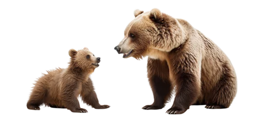 Gordijnen Large brown bear and cute bear cub, cut out © Yeti Studio