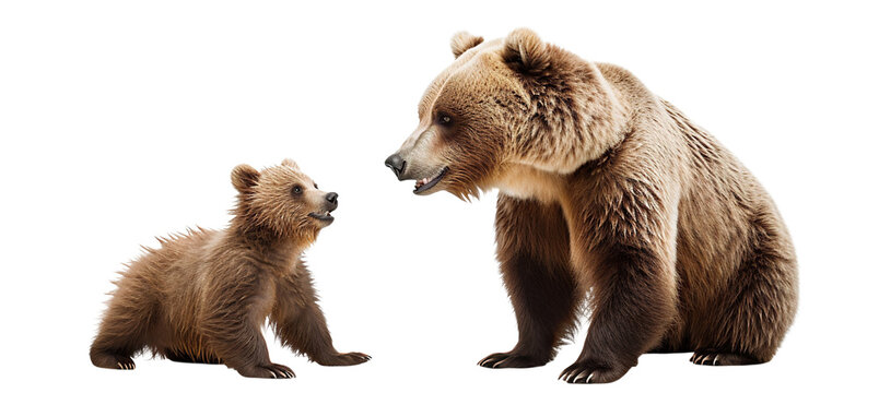 Large brown bear and cute bear cub, cut out