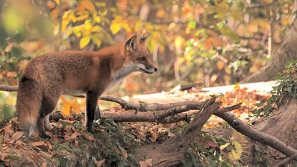 Fox (Vulpes) eats something in the autumn forest.