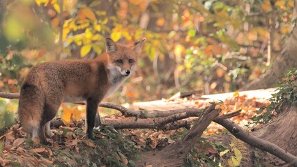 Fox (Vulpes) eats something in the autumn forest.