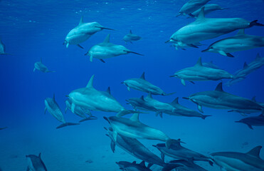 A pod of wild Hawaiian Spinner Dolphins swim by in very clear ocean water in Hawaii 