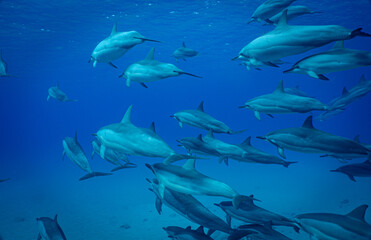 Naklejka premium A pod of wild Hawaiian Spinner Dolphins swim by in very clear ocean water in Hawaii 