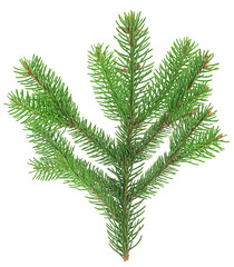 Green branch of fir tree isolated on a white background, top view. Christmas tree branch.