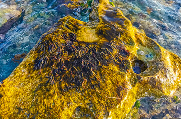 Stones rocks corals turquoise green blue water on beach Mexico.