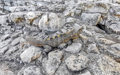 Iguana on rock Tulum ruins Mayan site temple pyramids Mexico.