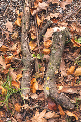 autumn leaves background, fallen on the forest floor and two fallen branches 