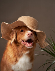 A Nova Scotia Duck Tolling Retriever dog grins beneath a straw hat, a playful fusion of pet fashion...