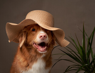 A Nova Scotia Duck Tolling Retriever dog grins beneath a straw hat, a playful fusion of pet fashion...