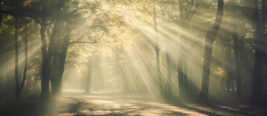 Scenic foggy autumn forest with sunlight nature landscape. AI generated image - obrazy, fototapety, plakaty