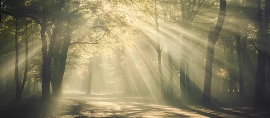 Foto op Plexiglas Scenic foggy autumn forest with sunlight nature landscape. AI generated image © orendesain99