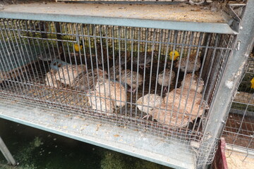 sale of quails for breeding on the farm. caged animals for sale. captive quail