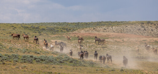 Wild Horse Herd in the Wyoming Desert in Summer 