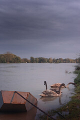 three young black swans peacefully feeding by the side of the swollen overflown river
