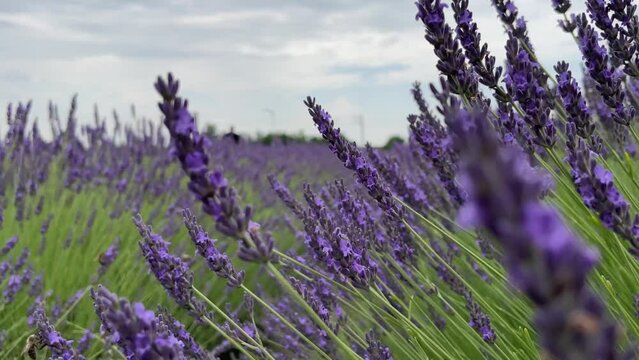 Fragrant lavender develops in the wind with bees flying nearby