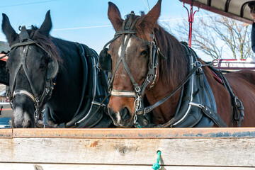 Obraz premium A Close Up View of Two Horses Looking Ahead, Waiting to Go to Work on a Sunny Day
