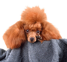 Funny portrait of cute poodle