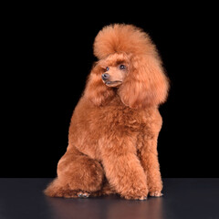 Funny apricot toy poodle